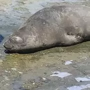 Sorpresa en La Plata: intentan rescatar a un lobo marino en el arroyo El Gato de Tolosa