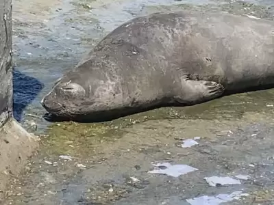 Un elefante marino en el arroyo El Gato de la localidad platense de Tolosa