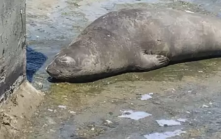 Un elefante marino en el arroyo El Gato de la localidad platense de Tolosa