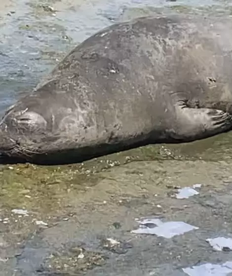 Un elefante marino en el arroyo El Gato de la localidad platense de Tolosa