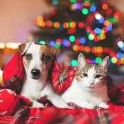 Navidad y terror: las claves para cuidar a tus mascotas de los fuegos artificiales