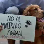 Horror en San Juan: denuncian a un verdulero por matar a patadas a un perrito