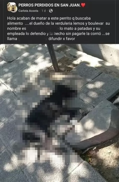 Denuncian a un verdulero en San Juan por matar a un perro a patadas