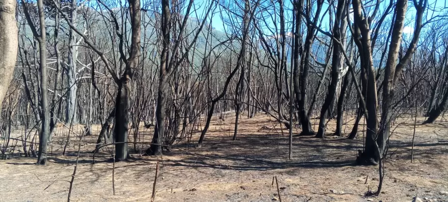 Las llamas devoraron gran parte de los bosques de El Bolsn.