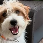 "Yo lo baj!": mat al Jack Russell teraputico de una nena con epilepsia por orinarle el auto