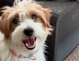 Harry era un Jack Russell de dos años que cumplía funciones terapéuticas para una niña de nueve años con epilepsia.