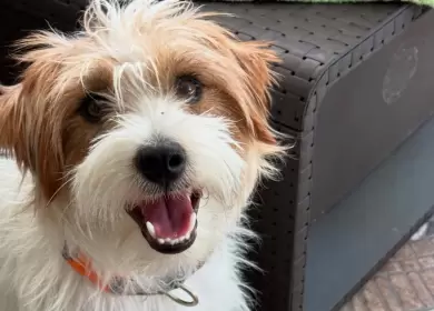 Harry era un Jack Russell de dos años que cumplía funciones terapéuticas para una niña de nueve años con epilepsia.