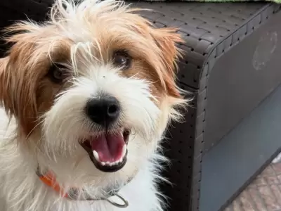Harry era un Jack Russell de dos años que cumplía funciones terapéuticas para una niña de nueve años con epilepsia.