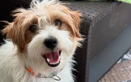Harry era un Jack Russell de dos años que cumplía funciones terapéuticas para una niña de nueve años con epilepsia.
