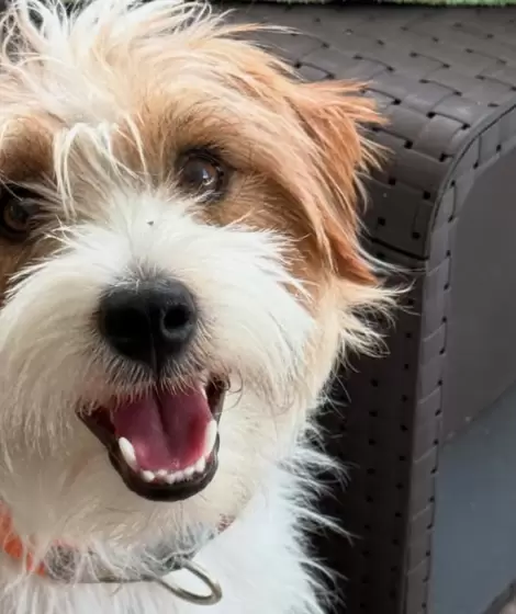 Harry era un Jack Russell de dos años que cumplía funciones terapéuticas para una niña de nueve años con epilepsia.