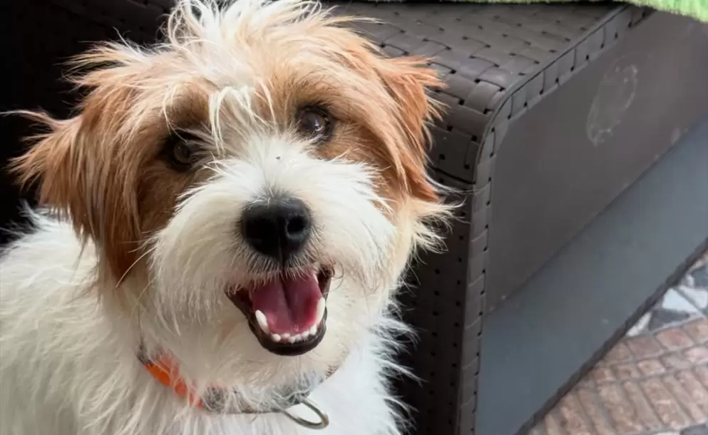 "¡Yo lo bajé!": mató al Jack Russell terapéutico de una nena con epilepsia por orinarle el auto