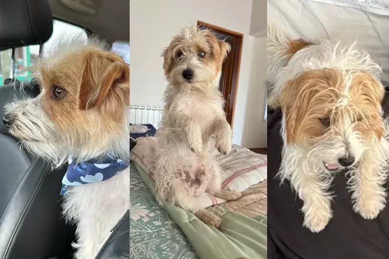 Algunas postales de Harry, el Jack Russell de dos años asesinado de un balazo en el corazón por orinar un neumático.
