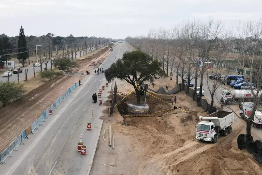 As trasladaron el quebracho de Villa Allende,Crdoba