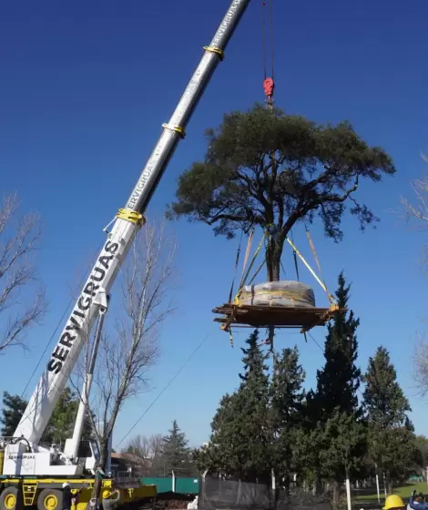 As trasladaron el quebracho de Villa Allende,Crdoba