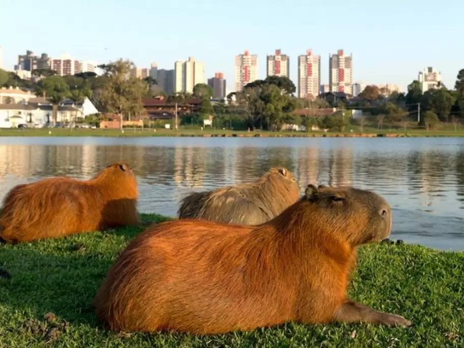 El carpincho es una especie altamente plstica y adaptable al ambiente.