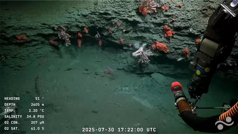 El fondo del mar argentino como nunca se vio
