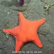 El asombroso mundo de las profundidades: miles siguieron en vivo la expedicin del Conicet a casi 4.000 metros bajo el mar