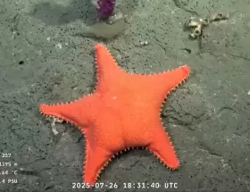 El fondo del mar argentino como nunca se vio