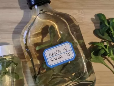 Caña con ruda
