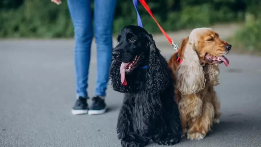 Operativos especiales ante sospechas de envenenamiento de mascotas
