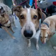 Ola de envenenamientos en Las Caitas: tres perros muertos, diez intoxicados y una investigacin judicial en marcha