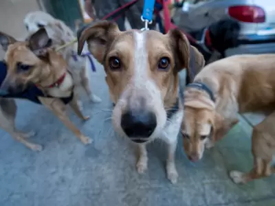 Operativos especiales ante sospechas de envenenamiento de mascotas