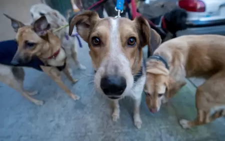 Operativos especiales ante sospechas de envenenamiento de mascotas