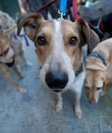 Operativos especiales ante sospechas de envenenamiento de mascotas