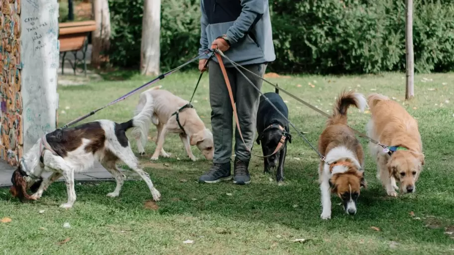 Operativos especiales ante sospechas de envenenamiento de mascotas
