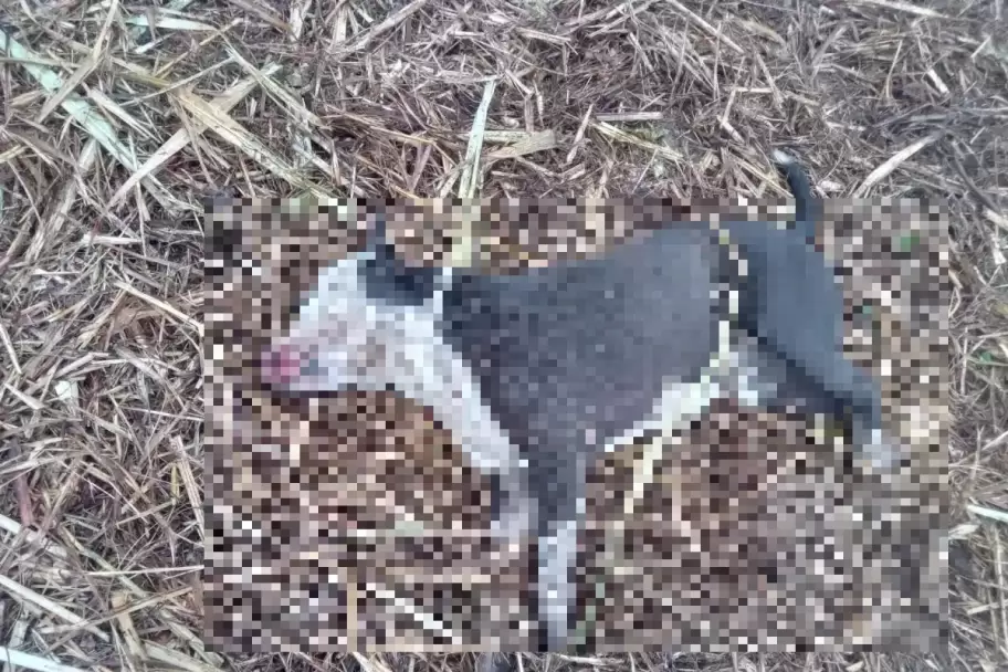 Polica mat a un perro y amenaz a su duea con sus hijos