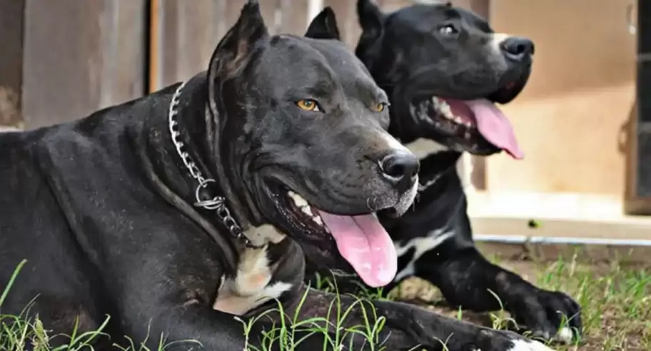 Polica mat a un perro y amenaz a su duea con sus hijos