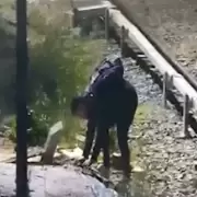 Un intento de robo que roz la tragedia en la lnea Mitre: intent robar cables, casi se electrocuta y fue detenido