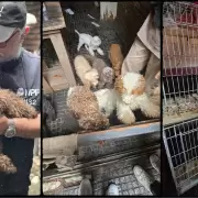 Jaulas, caniches y un caballo agonizando: del hacinamiento y  maltrato animal en Flores al trfico ilegal en Mendoza