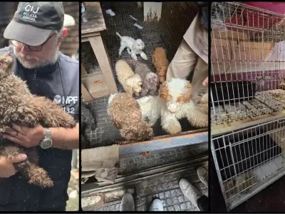 Negocios clandestinos que lucran con la vida de los animales