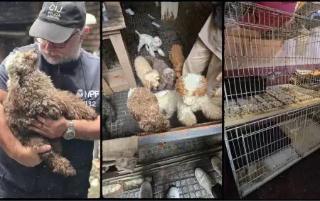 Negocios clandestinos que lucran con la vida de los animales