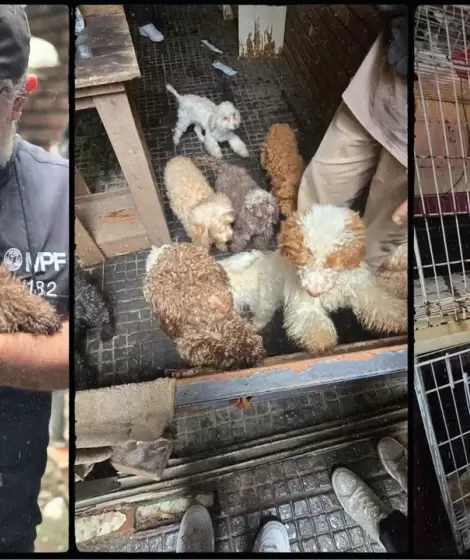 Negocios clandestinos que lucran con la vida de los animales