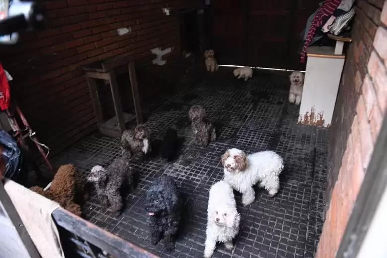 Negocios clandestinos que lucran con la vida de los animales