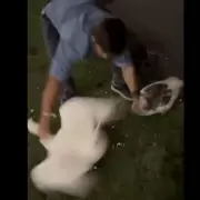 Crueldad animal: se rob dos gansos de los Lagos de Palermo agarrndolos violentamente del cuello y los arroj a su pileta con cloro