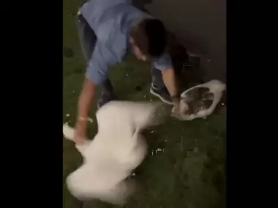 Robo de gansos en los Lagos de Palermo