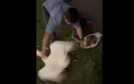 Robo de gansos en los Lagos de Palermo