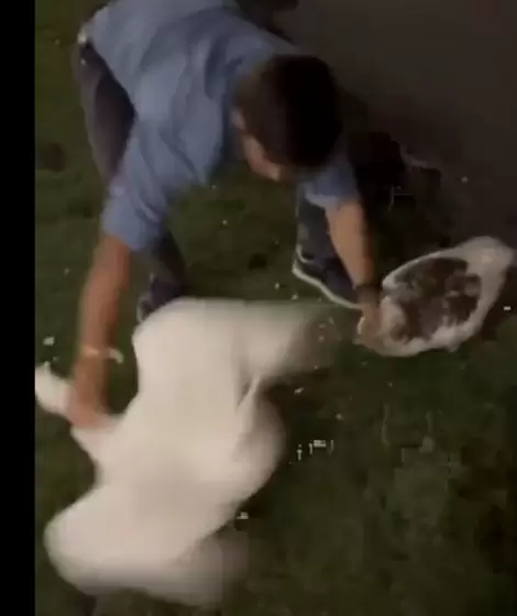 Robo de gansos en los Lagos de Palermo