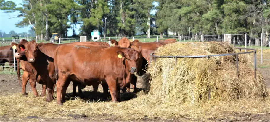 Retenciones cero para la exportacin de carnes