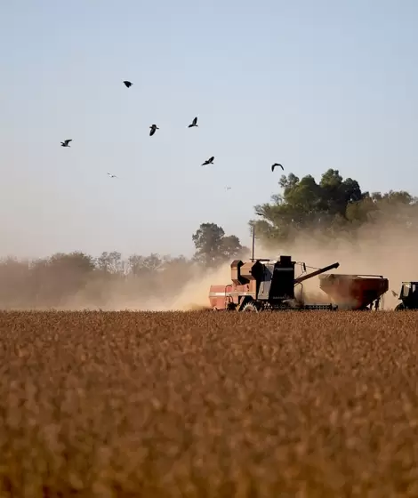 El "negocio exprs" permiti que 11 multinacionales cerealeras se quedaran con 1.500 millones de dlares