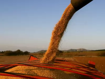 Productores denuncian que la medida solo benefici a grandes exportadores