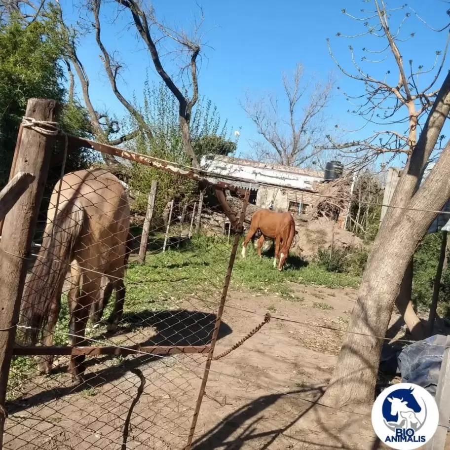 Los equinos de la fundacin Bio Animalis.