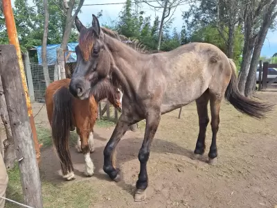 La fundacin Bio Animalis cuida y recupera caballos en situaciones de abandono.