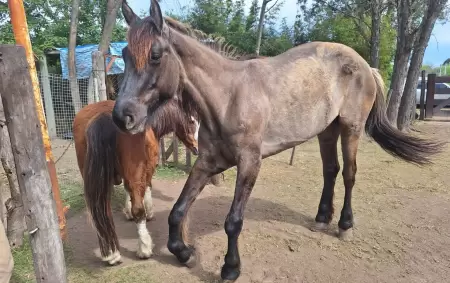 La fundacin Bio Animalis cuida y recupera caballos en situaciones de abandono.