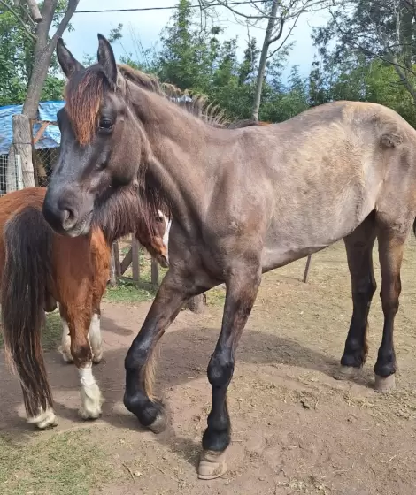 La fundacin Bio Animalis cuida y recupera caballos en situaciones de abandono.