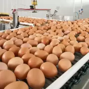 El huevo, el segundo alimento ms importante de la dieta argentina: los desafos que enfrenta la industria y la competencia internacional