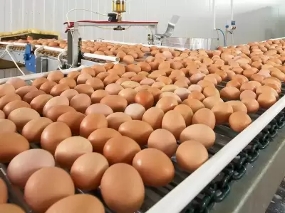 El huevo es considerado el principal sustituto de la carne por su practicidad, versatilidad y alto valor nutricional.